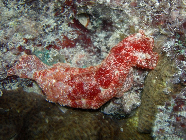 66- Nudibranche, limace de mer - Gadji.JPG